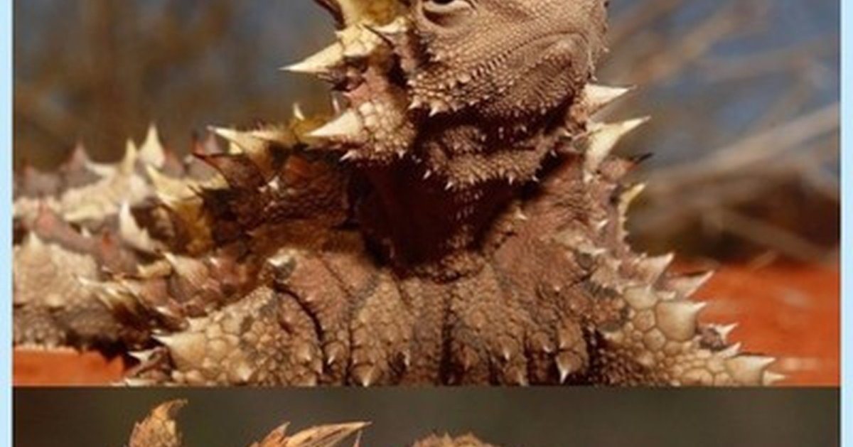 Игуана шипохвостая черная