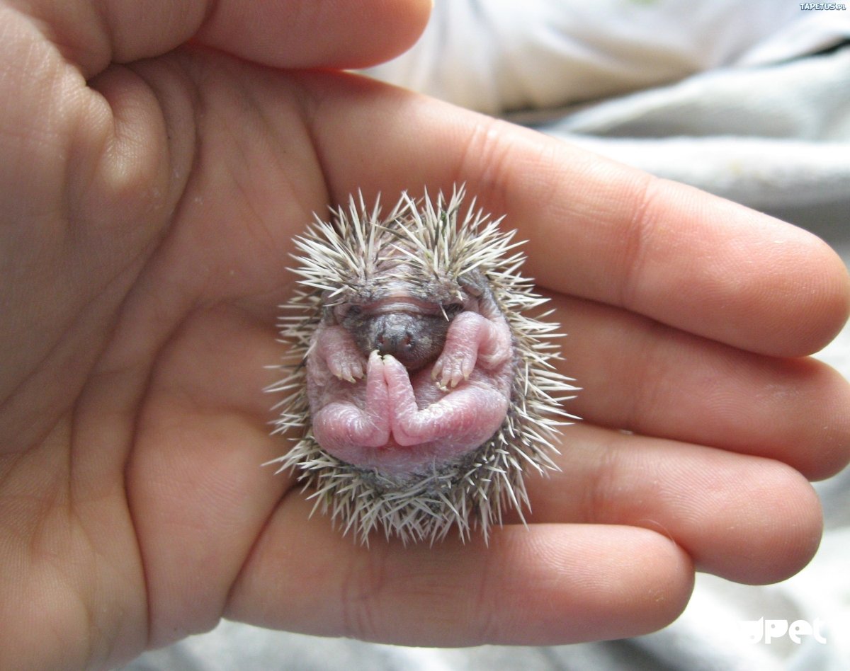 ШИПАСТЫЙ Варан