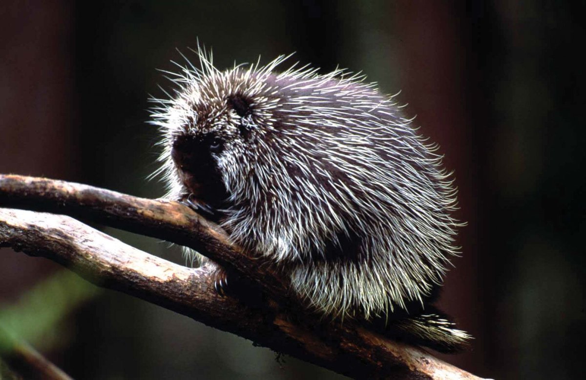Ехидна в Австралии