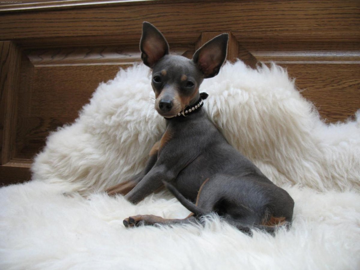 Андалузский ратонеро