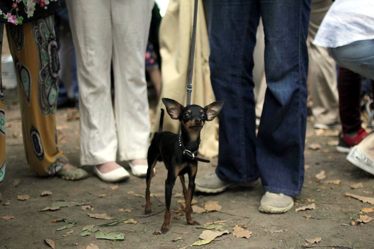 Карликовый Манчестерский терьер