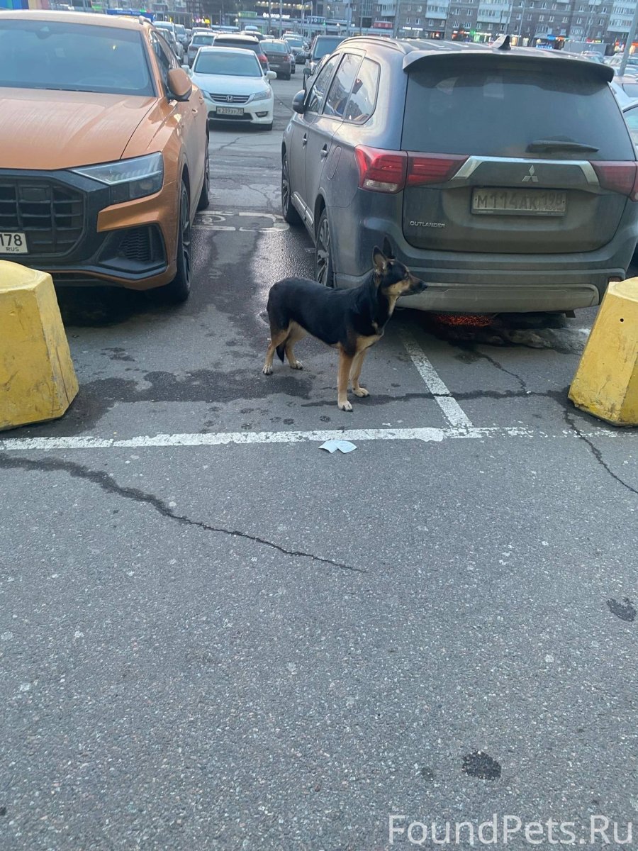 Терьер охотник на крыс