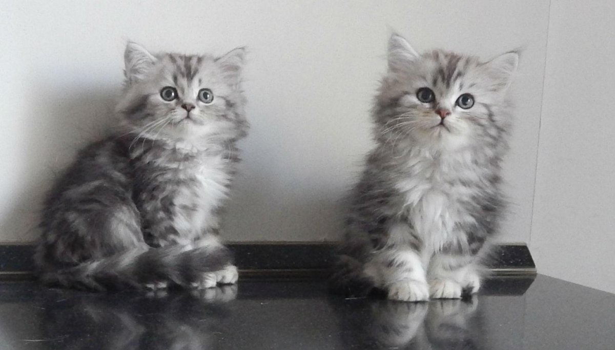 Британская длинношерстная Тобби