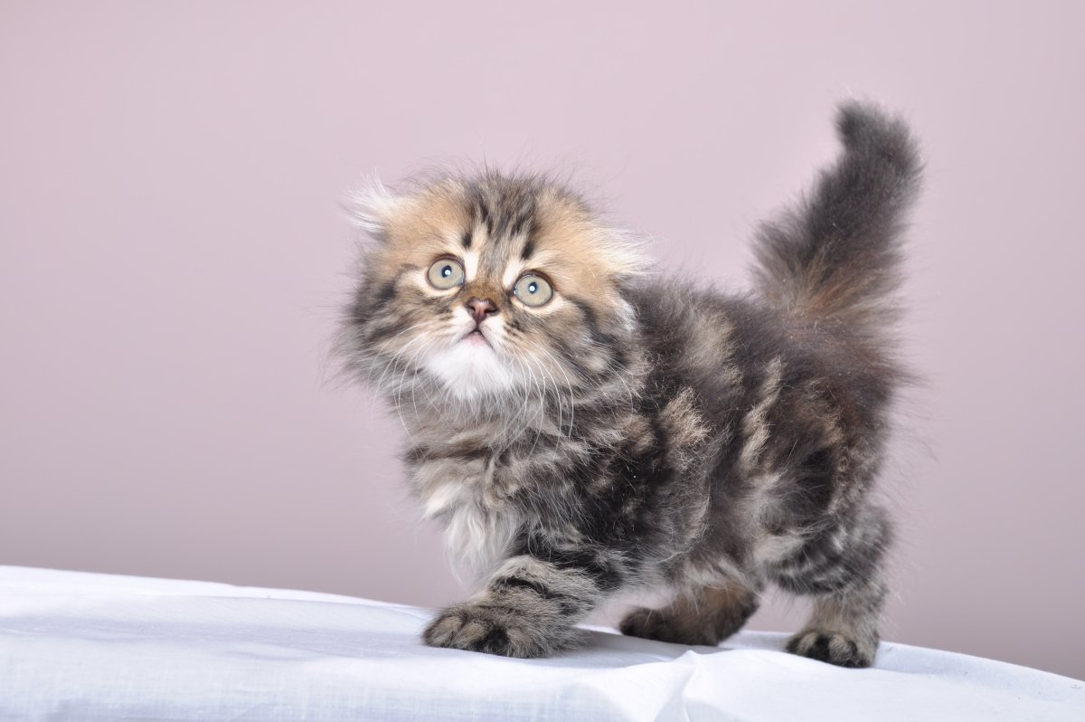 Британская длинношерстная шиншилла