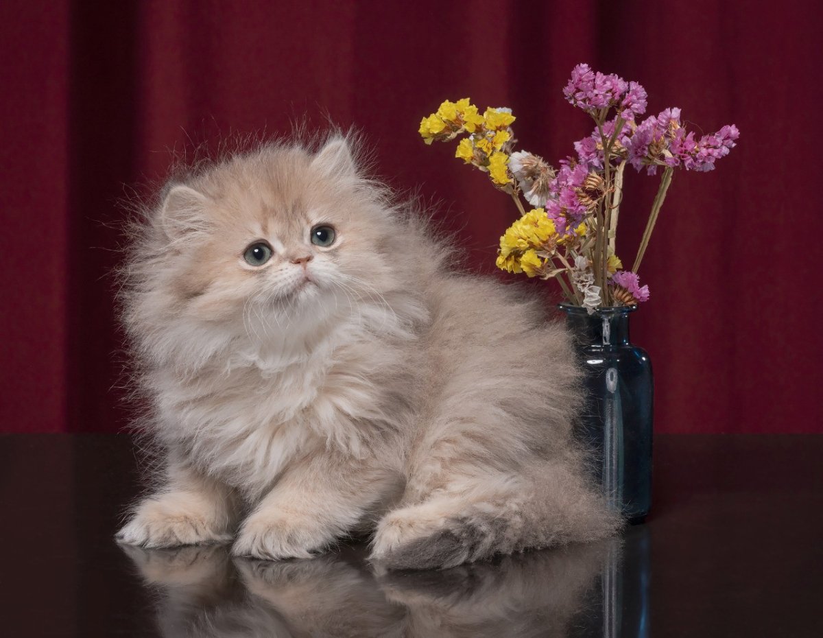 Серебристая шиншилла кошка фото