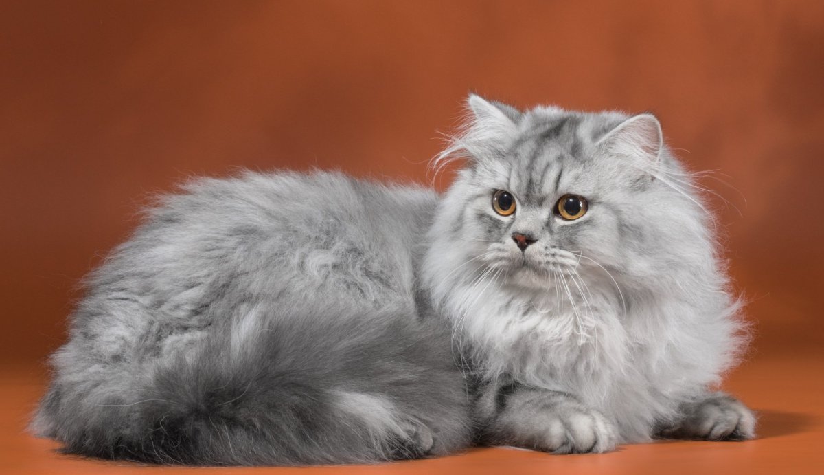 Британская длинношерстная шиншилла