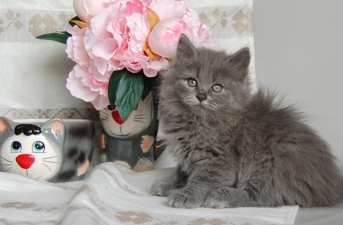 Нибелунг котята