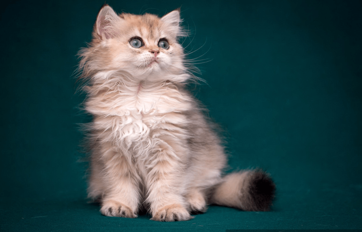 Персидский кот экзот