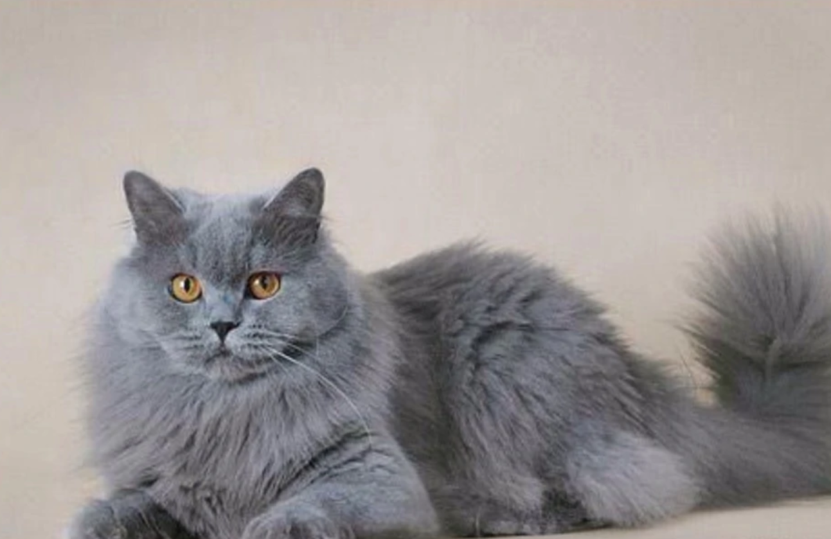 Британская длинношёрстная кошка