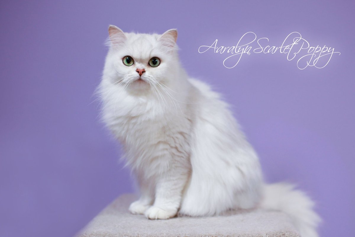 Сибирская кошка персиковая длинношерстная