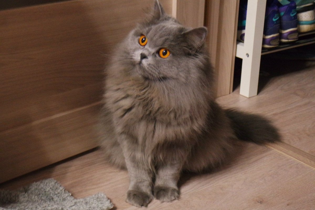 Британский длинношерстный кот