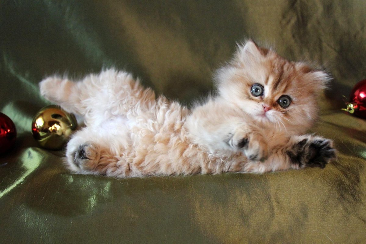 Британская длинношерстная кошка котенок