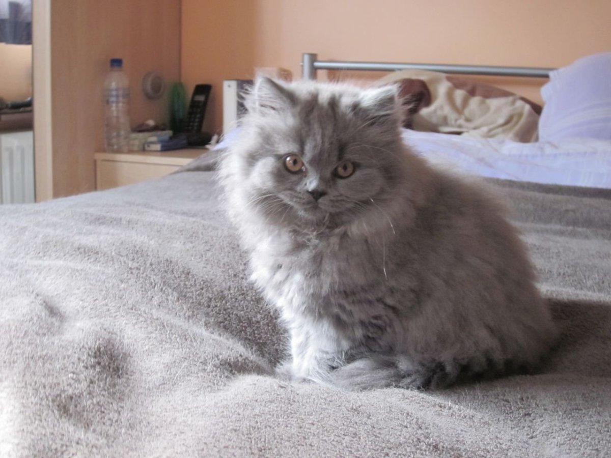 Британский длинношерстный кот циннамон