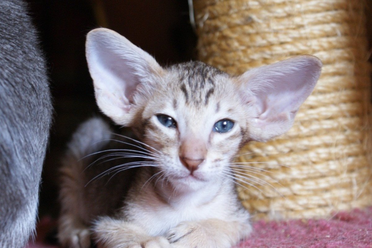 Ориентальная кошка