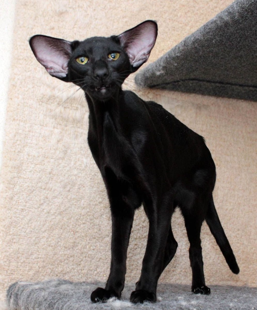 Кот грузин порода Ориентал