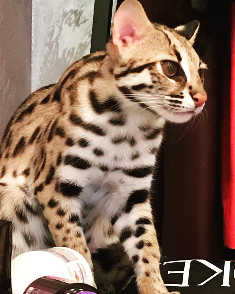 Азиатская леопардовая кошка