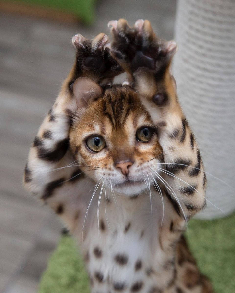 Злой бенгальский кот