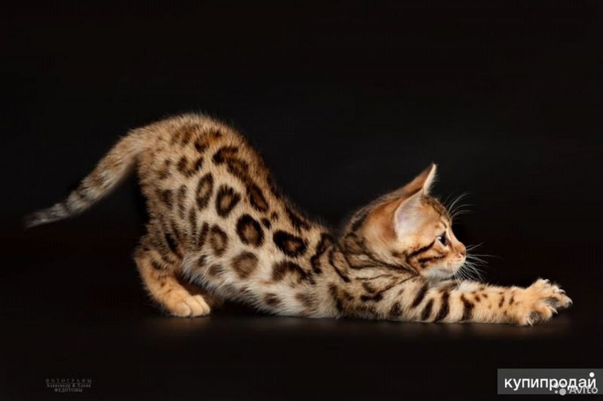 4 Бенгальских кошек