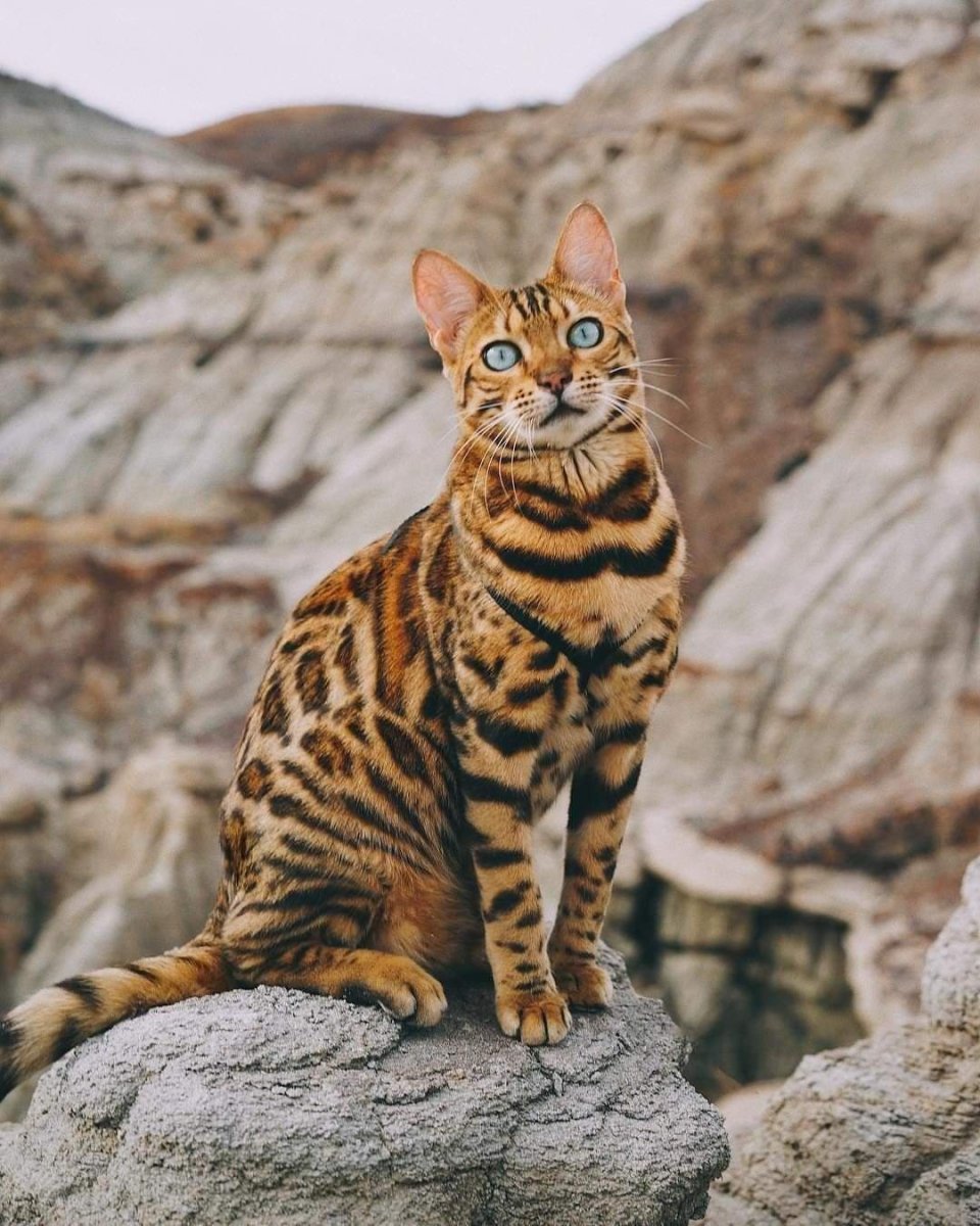 Бенгальская кошка