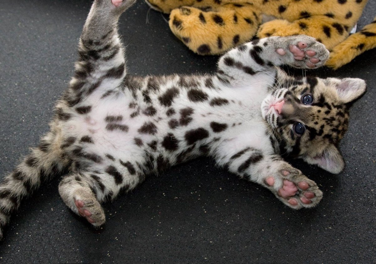 Тойгер кошка табби