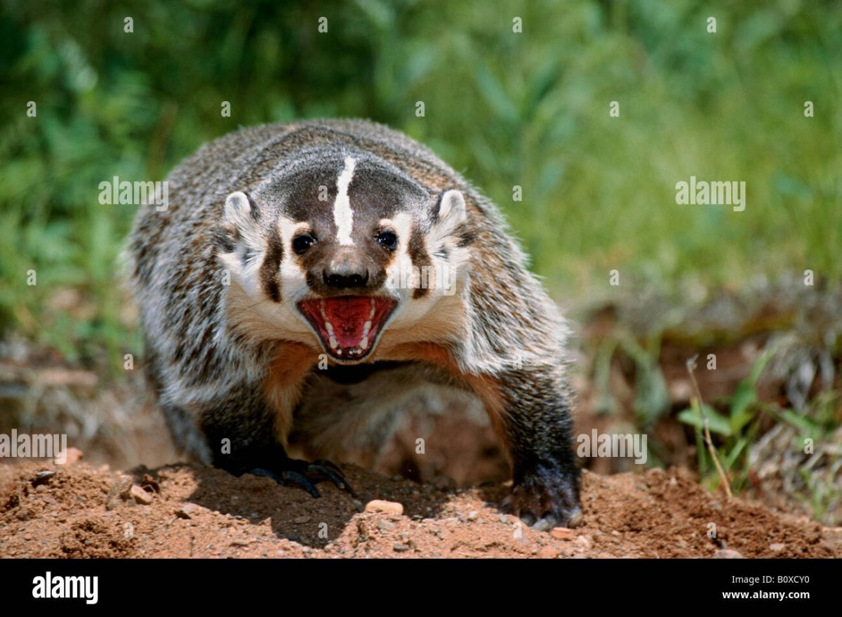 Барсук в воде