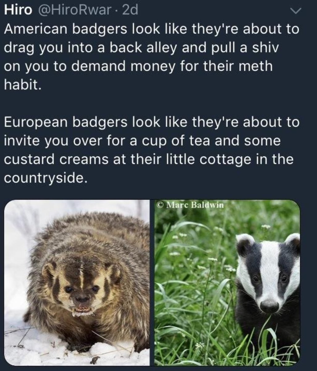 Американский барсук и паника