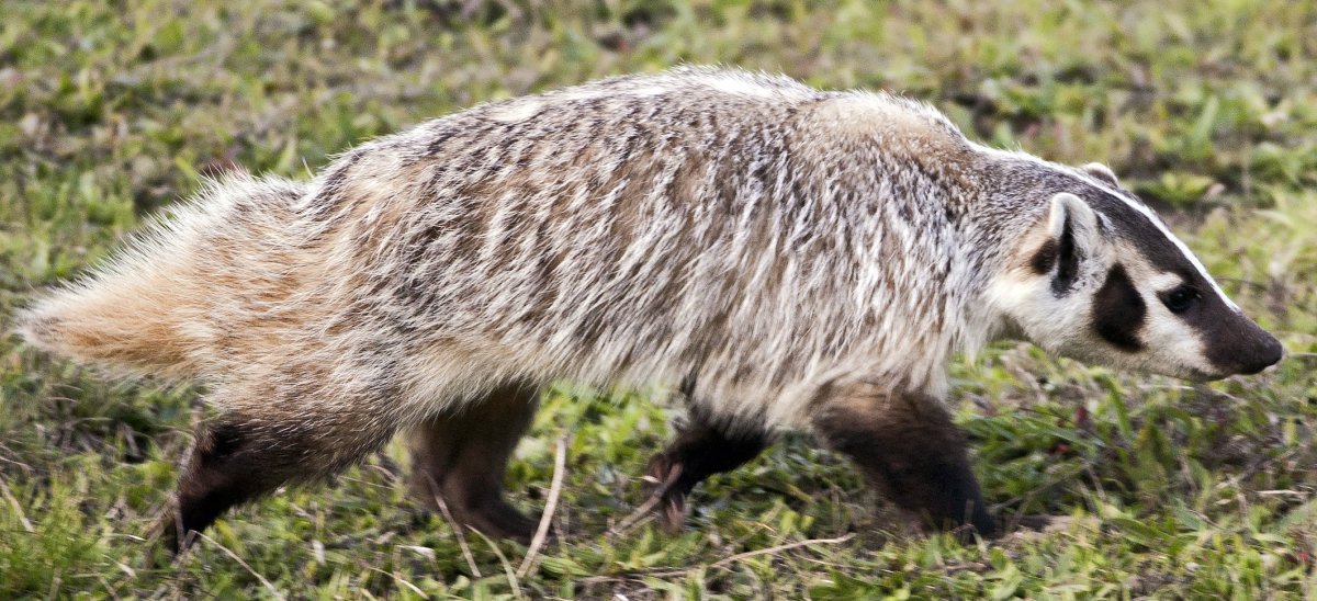 Североамериканский барсук