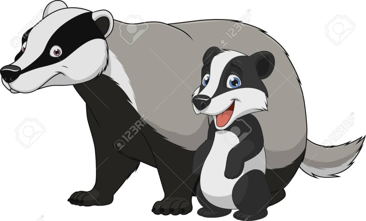 Американский барсук детеныш