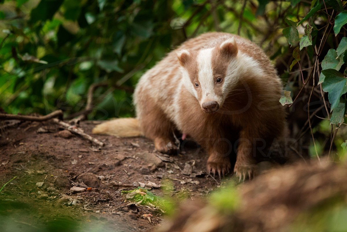 Барсук вектор