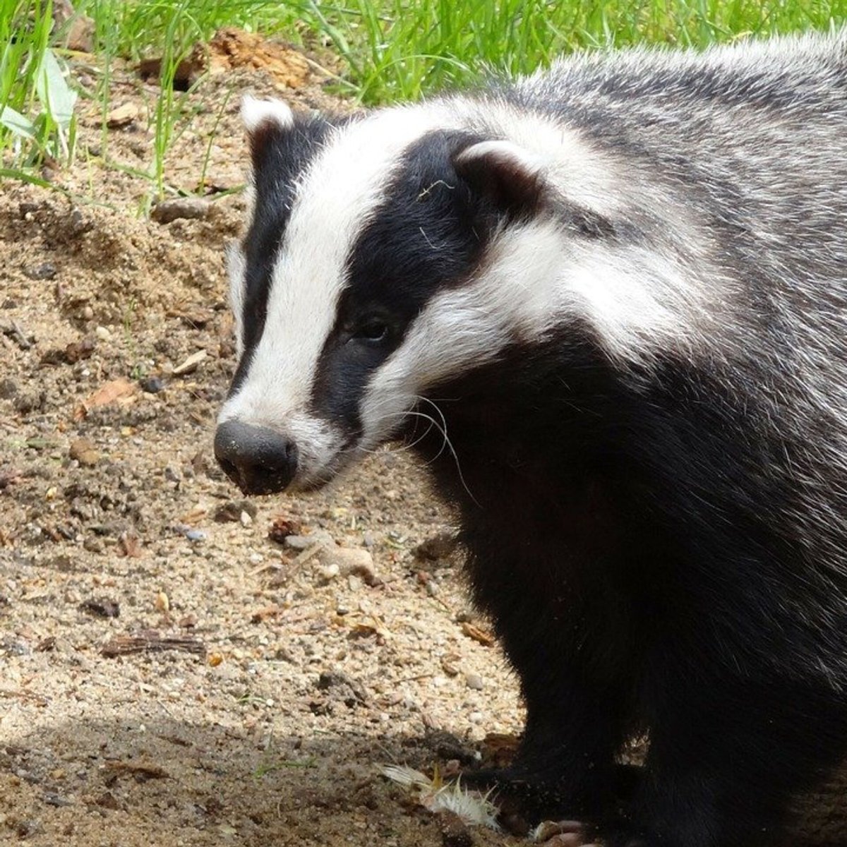 Европейский барсук с барсучатами