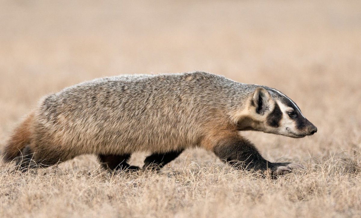 Американский барсук