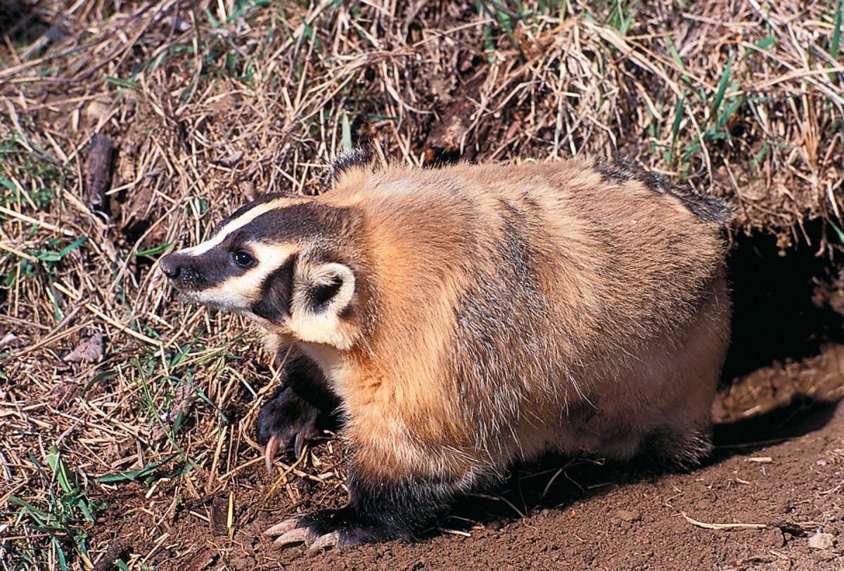 Американские Барсуки (Taxidea Taxus)