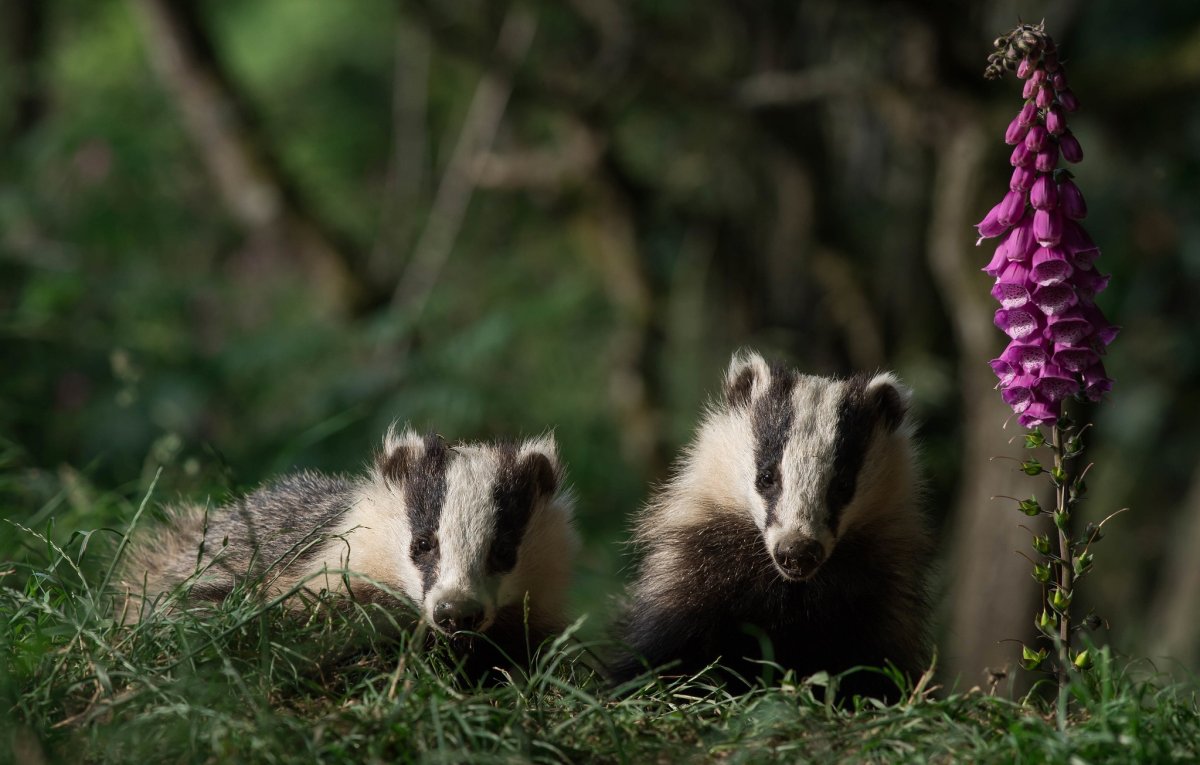 Фигурка Mojo Wildlife барсук-медоед 387181