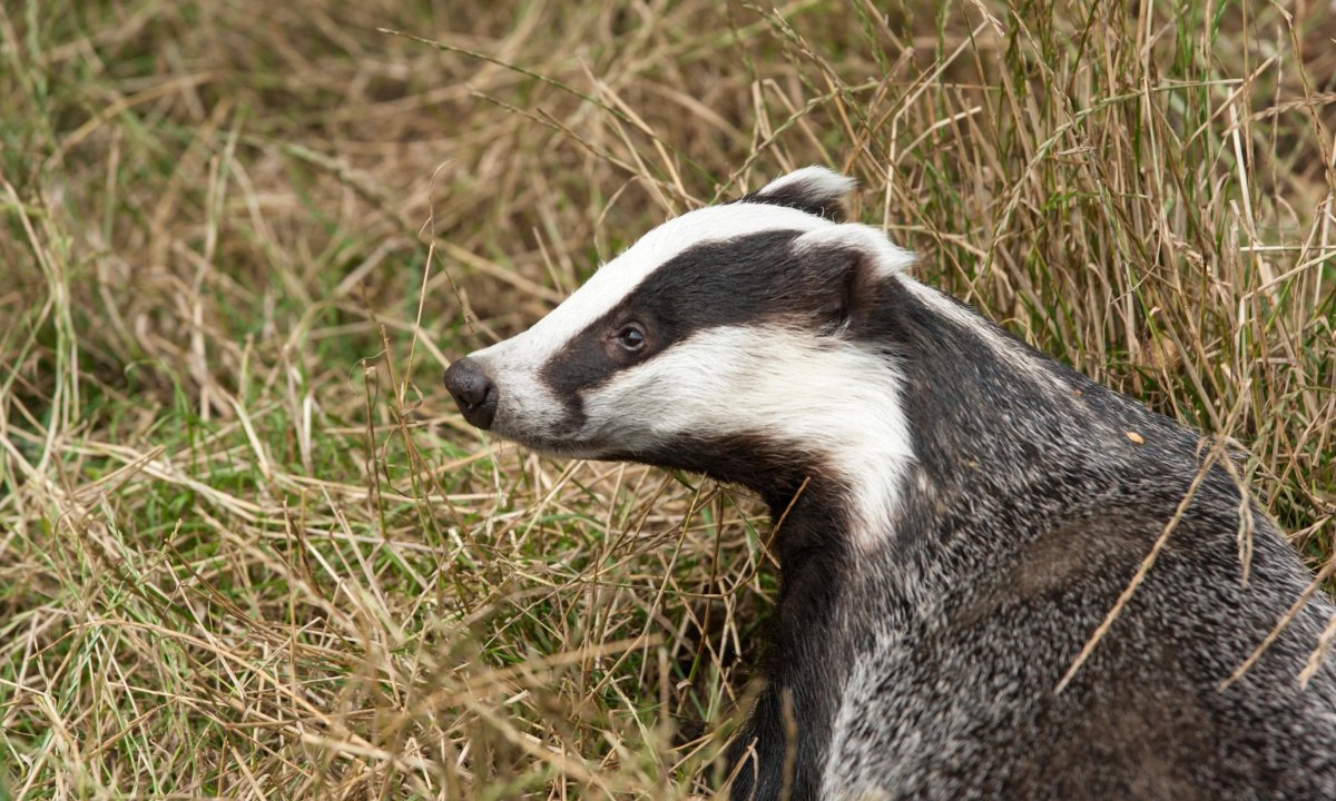 Семейство Барсуков