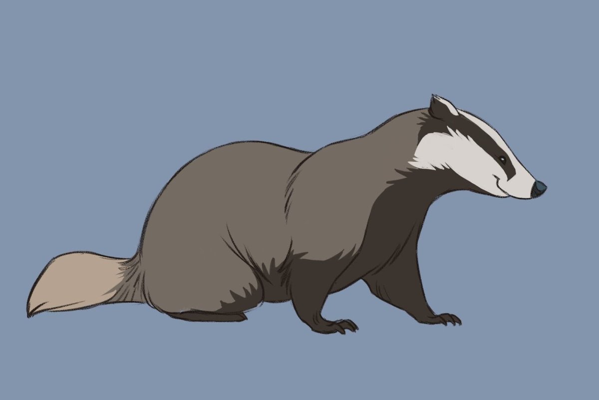 Европейский барсук злой