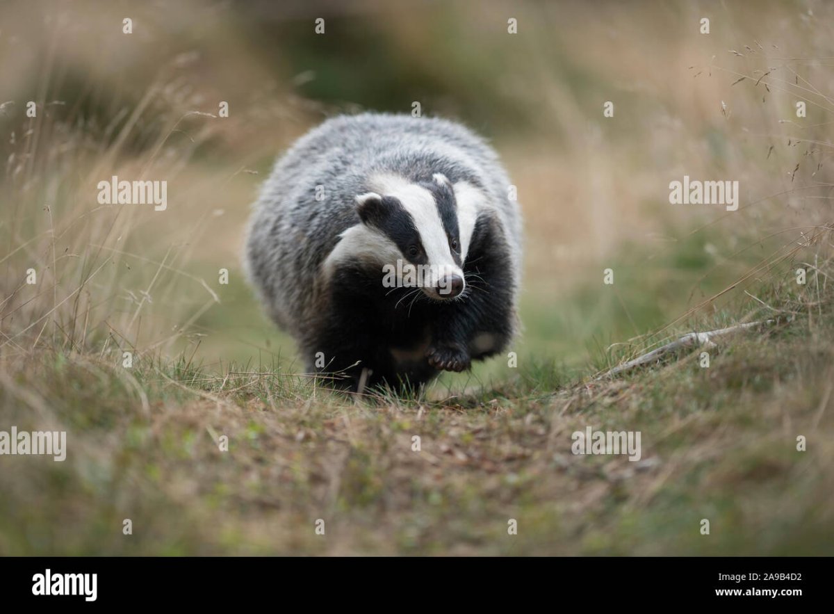 Американские Барсуки (Taxidea Taxus)
