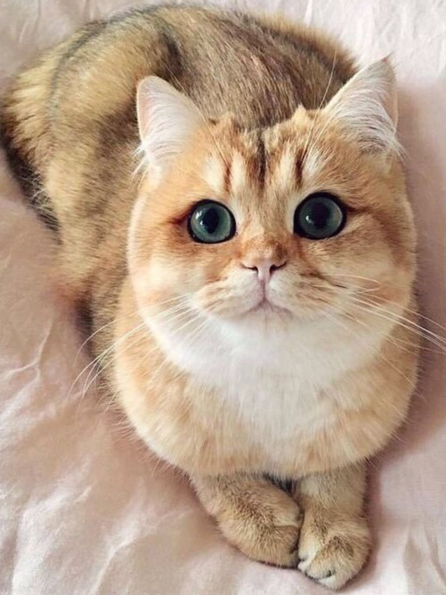 Кот породы Снупи