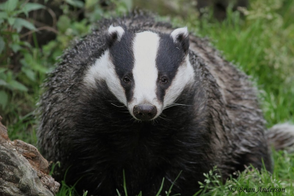 Американские Барсуки (Taxidea Taxus)