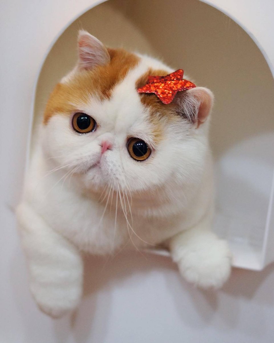 Манчкин котята