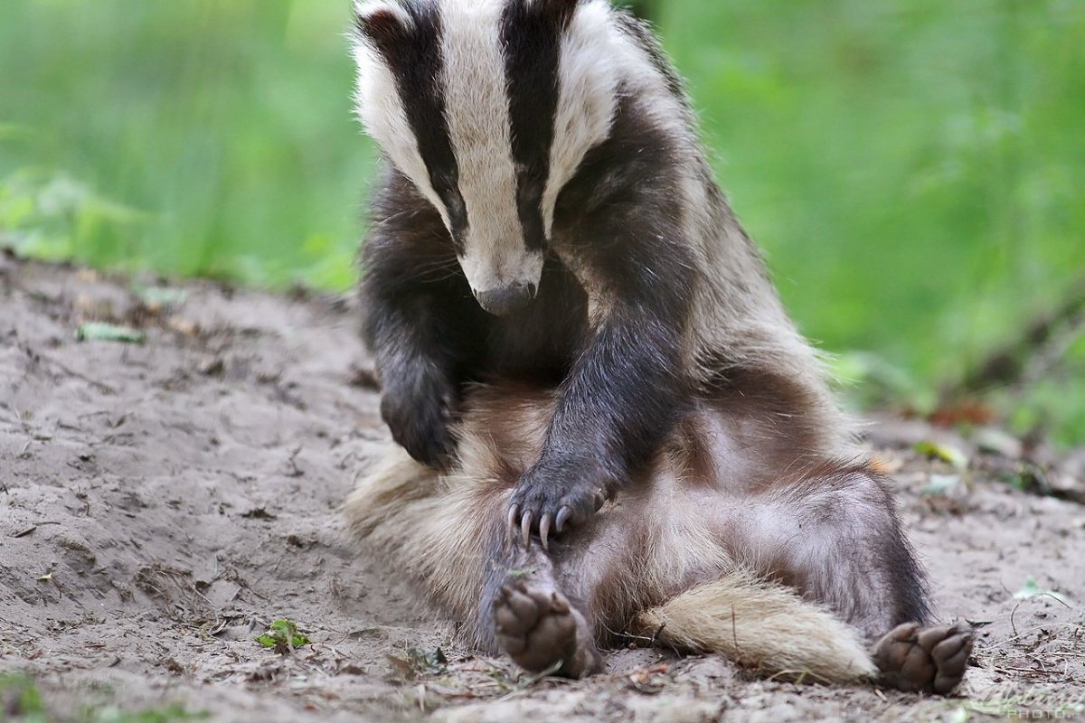 Злой барсук медоед