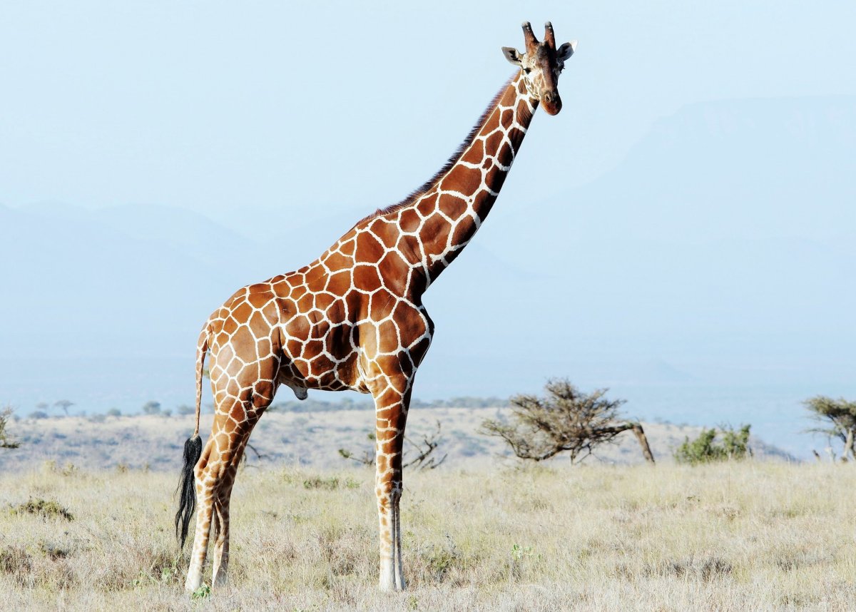 Giraffa camelopardalis reticulata