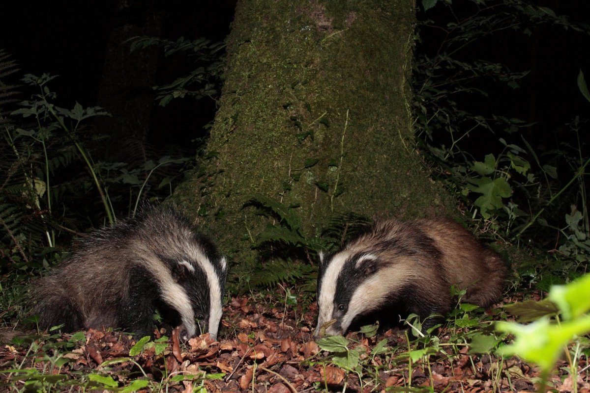Шотландский барсук