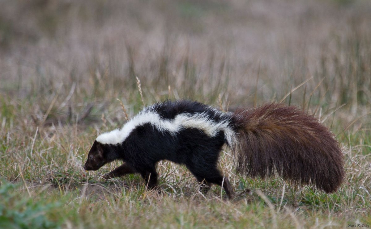 Барсучиха бабушка