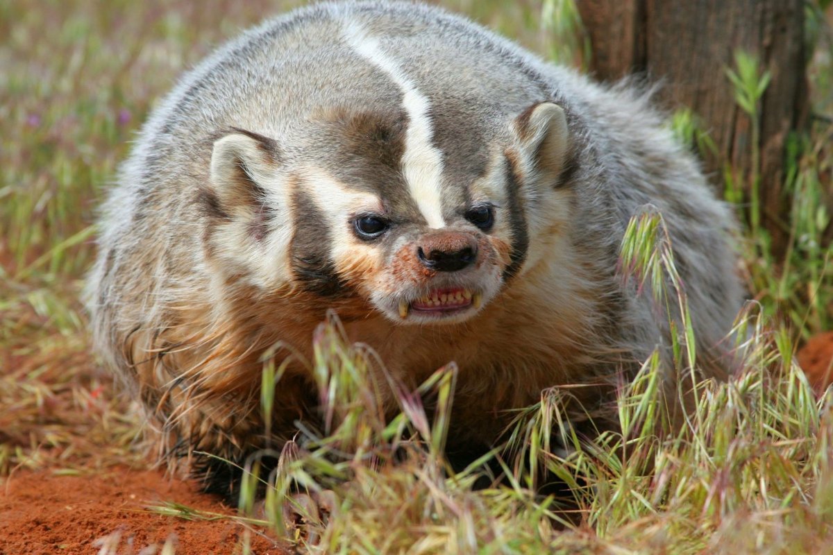 Маленькие барсучата