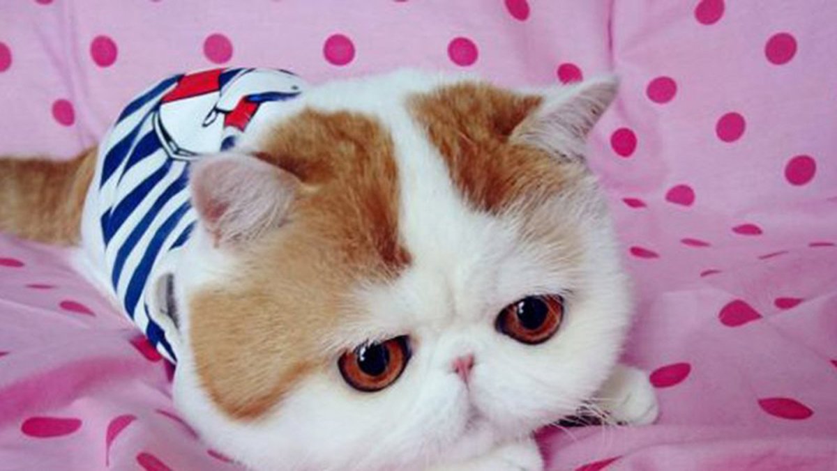 Самый милый кот в мире