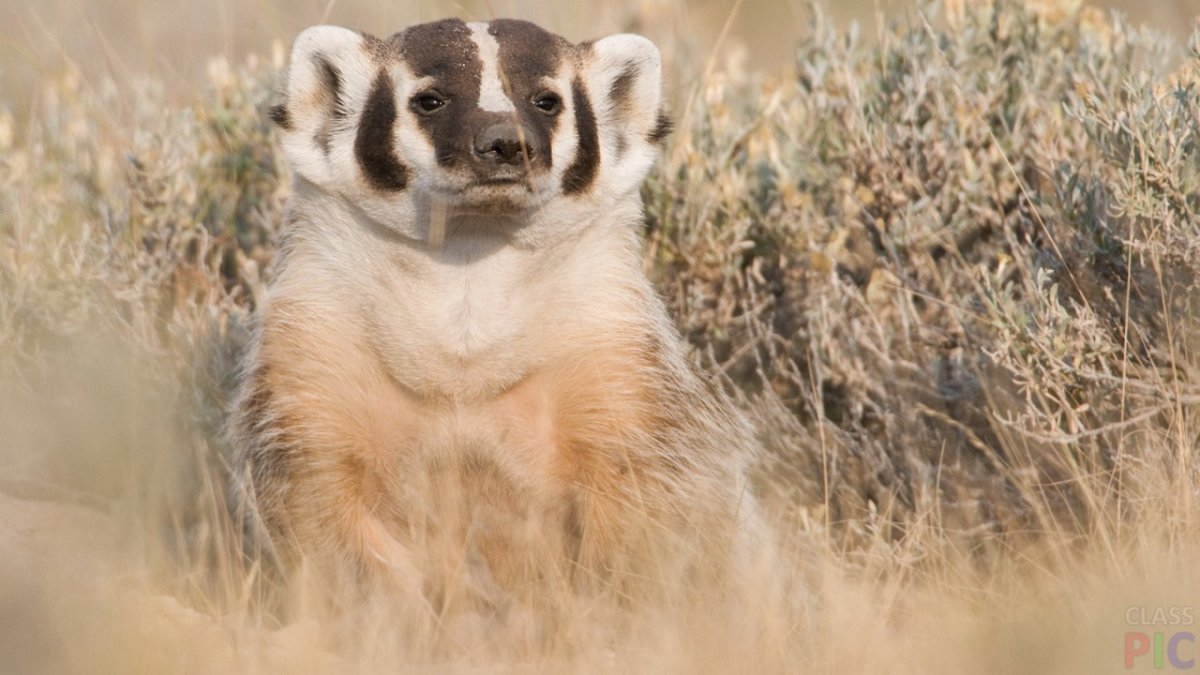 Барчук Европейский и американский