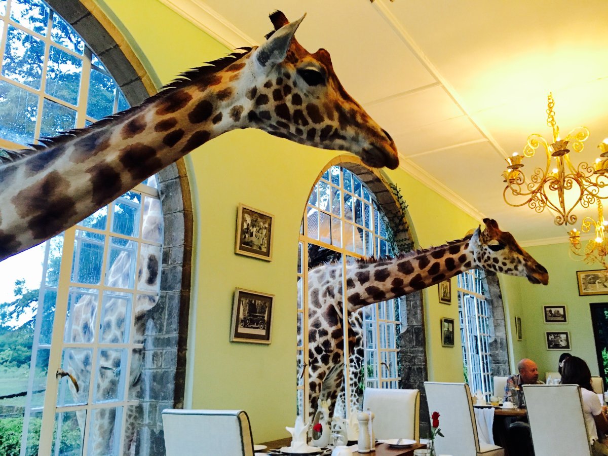 Занзибар отель с жирафами