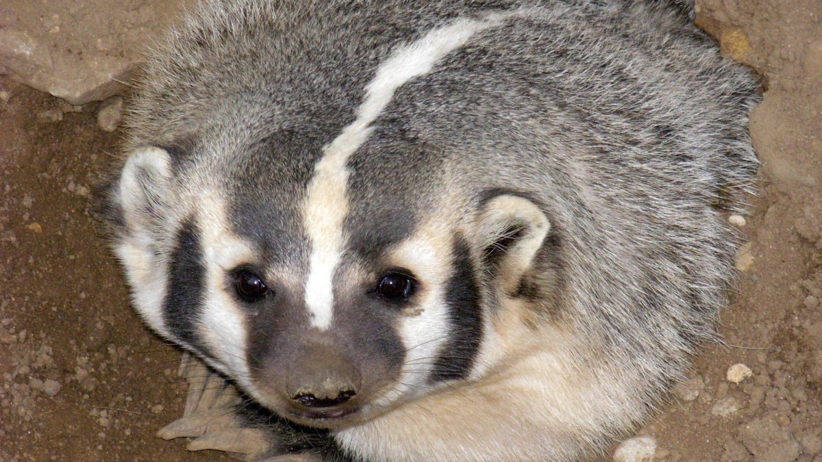 Американский барсук грустный