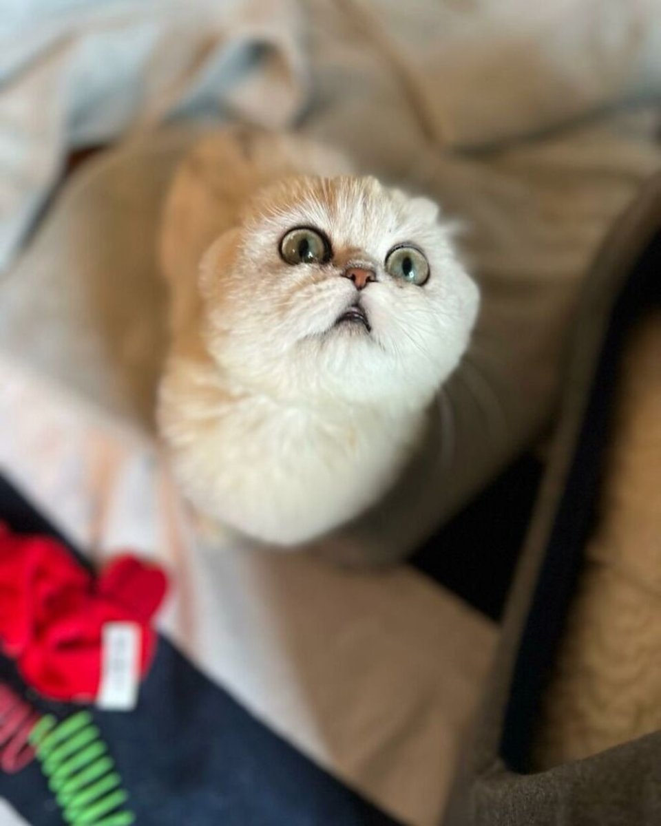 Рэгдолл Манчкин