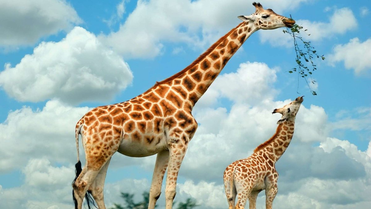 Giraffa Giraffa животные